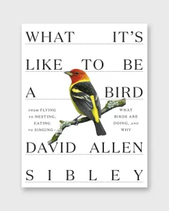What It's Like To Be A Bird