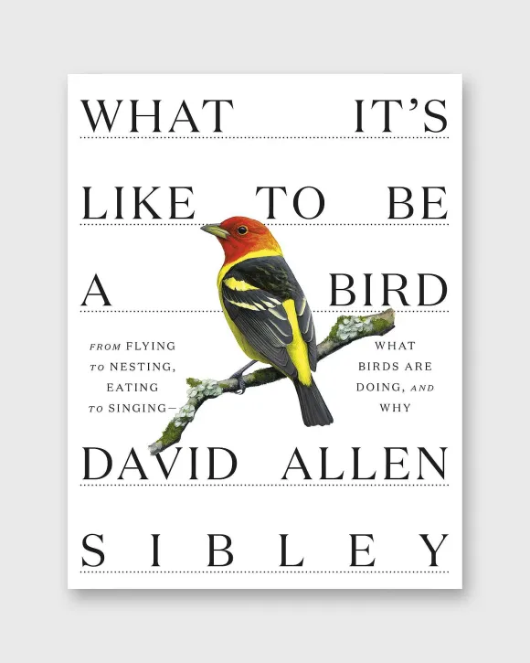 What It's Like To Be A Bird